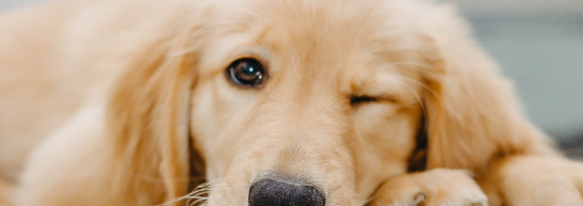 golden retriever puppy lying on white textile